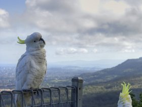 2009-11-11 Cockies at Bulli Lookout.jpg